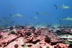 Large numbers of grey reef sharks were observed at Jarvis Island, an uninhabited Pacific island, during the 2010 Pacific RAMP expedition of the NOAA Ship Hi'ialakai.