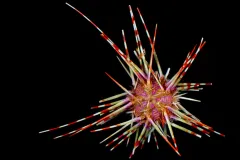 a colorful sea urchin with red and white striped spikes