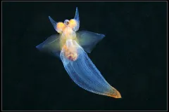 A small, transparent, shell-less sea snail in the open ocean.