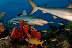 Caribbean reef sharks swim over a coral reef in the Bahamas.