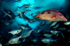 Red Pigfish&nbsp;and Blue Mao-Mao&nbsp;school at the edge of a cavern in New Zealand's Poor Knights Islands. Read photographer Brian Skerry's story behind this photo.