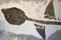 Squalicorax shark fossil from the Smithsonian