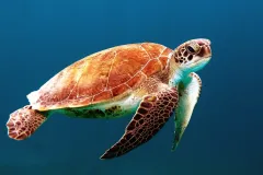 A sea turtle swimming