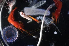 These zooplankton collected on a research cruise include a jellyfish, a lanternfish, a snipe eel, two large orange shrimp, a fuzzy pyrosome (which is bioluminescent), and several smaller animals.