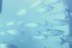 A screenshot from video of a school of fish swimming. 