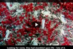 A screenshot from the video showing red and white tube worms. 