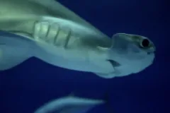 a hammerhead shark