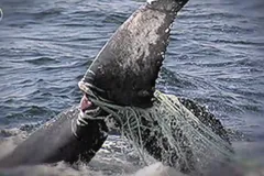 a whale's tale caught in fishing gear