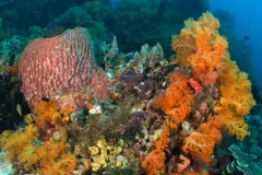 Ari Daniel Shapiro and Dr.Randi Rotjan of the New England Aquarium, journey to the Phoenix Islands to study coral bleaching.