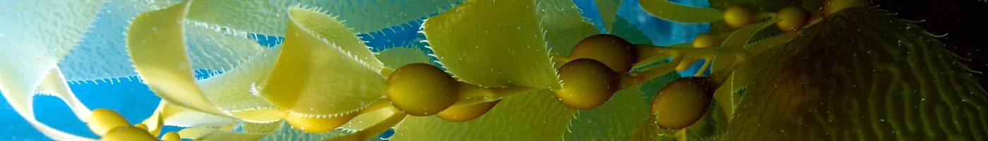 Large blades of bull kelp in the ocean. 
