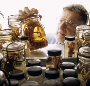 Clyde Roper examining jars with cephalopod specimens in them.