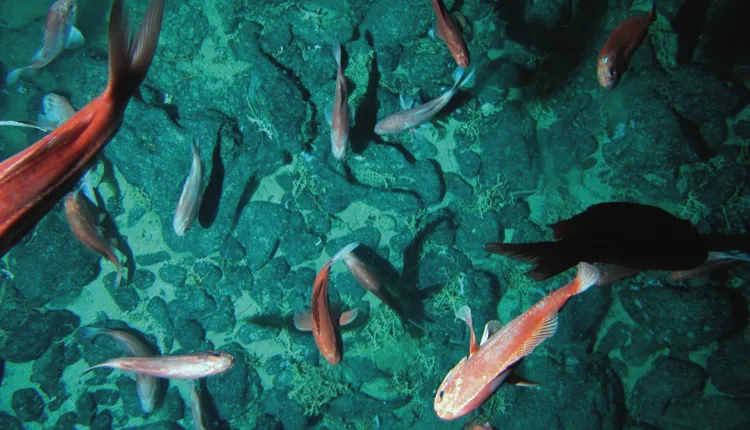 Scientists believe orange roughy (Hoplostethus atlanticus) live 150 years or more.