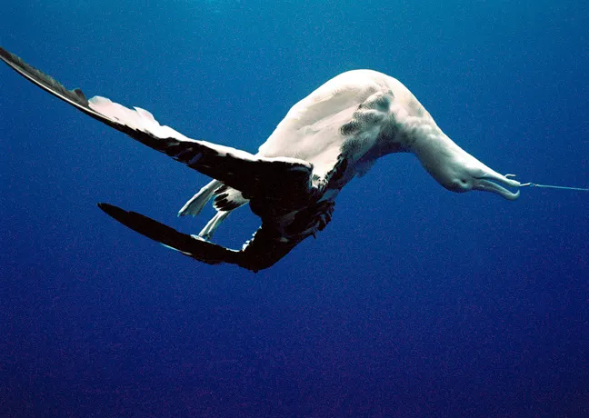 An albatross caught on a fishing line. 