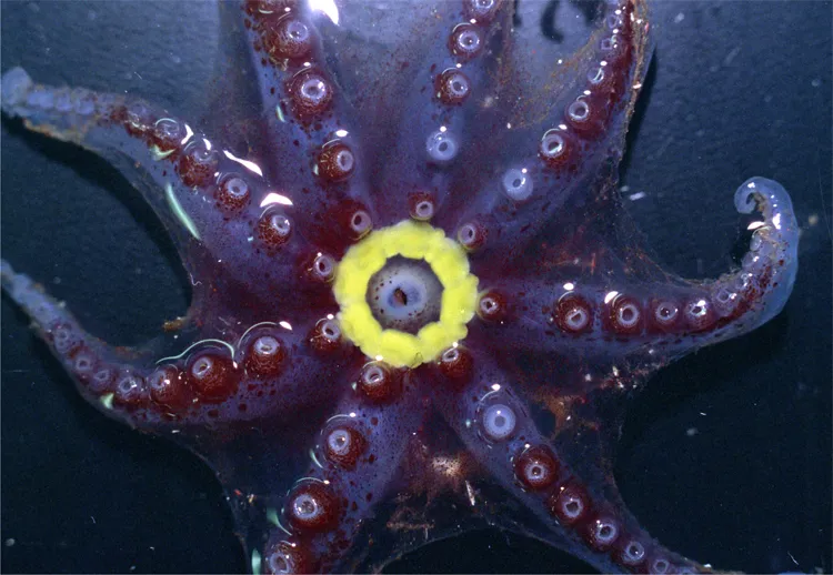 Photograph of the underside of a gelatinous octopus with a bright yellow bioluminescent ring around her mouth.