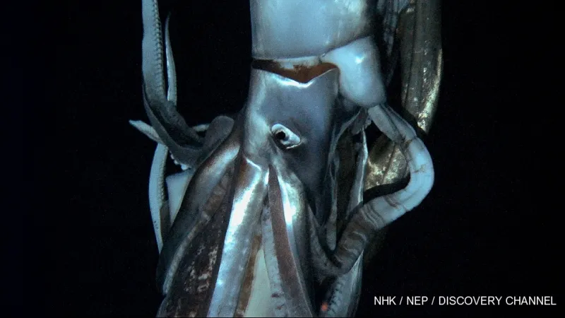 The elusive giant squid