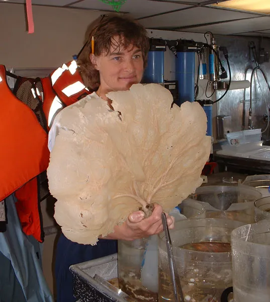 &nbsp;Scientist Martha Nizinski holds a specimen of a fan sponge (Phakellia sp.) collected at a deep-sea coral study site off the coast of South Carolina. &nbsp;&nbsp;&nbsp;
