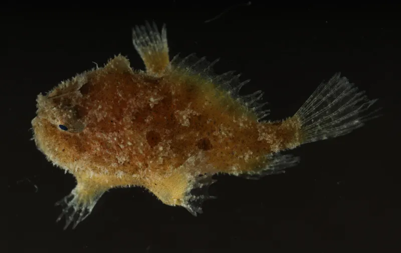 Sargassum fish from South Korea