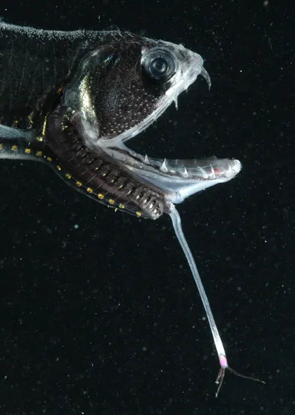 The long barbel on the chin of this dragonfish has a glowing tip that may attract prey.