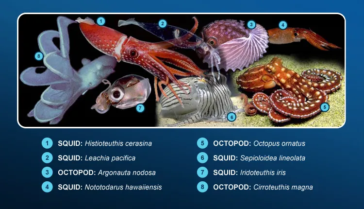Pacific cephalopods illustrate the wide diversity among this group of mollusks.