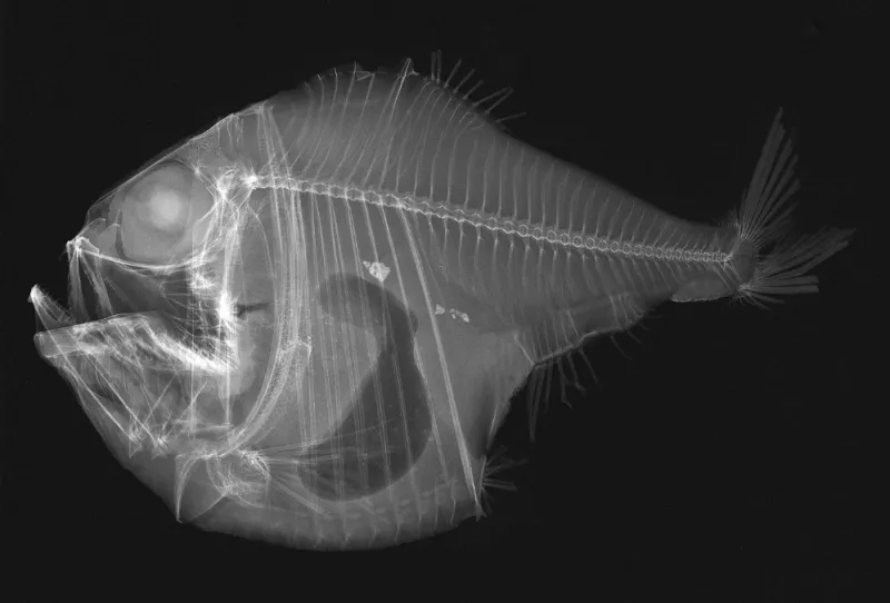 Tropical hatchetfish, like the one shown in this X-ray photograph, live in the dark depths of the ocean. Like many other deep-sea fishes, they have large eyes and bioluminescent spots on their bellies.