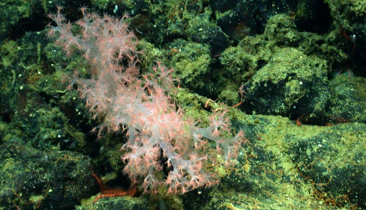 Discovered in 2004 and named in 2009, Gersemia juliepackardae coral lives on seamounts in the northeast Pacific Ocean at depths of 500-2,000 m (1,640-6,562 ft).
