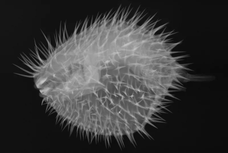 X-ray image of a long-spined porcupine fish