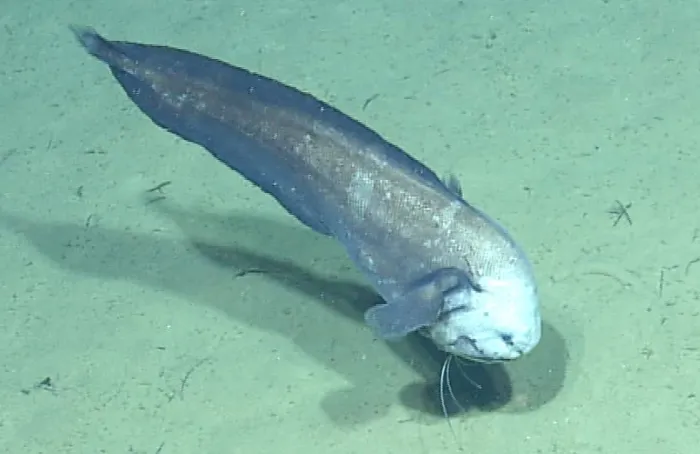 a deep-sea eel at the bottom of the ocean