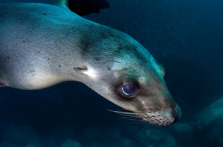 Juvenile California sea lion