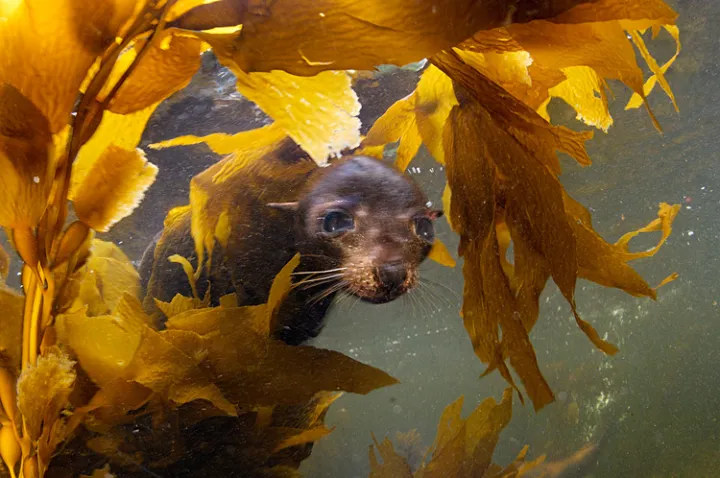 A fur seal in kelp