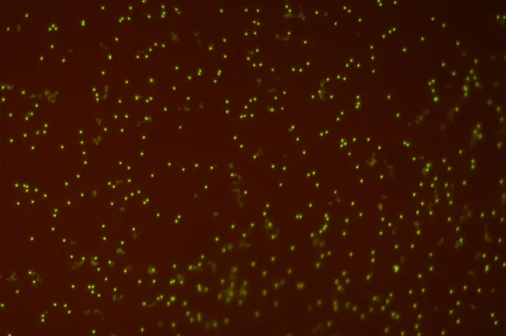 glowing dots indicate viruses