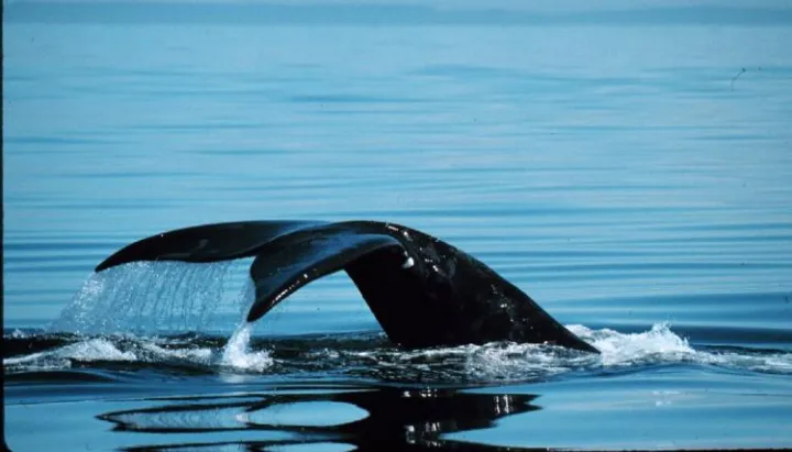 The North Atlantic right whale, Phoenix, lifts her tail up out of the water. 