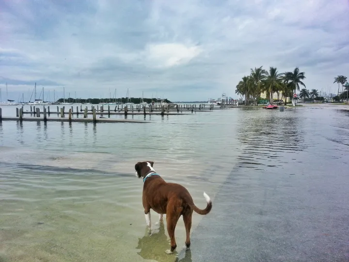 Flooding in Florida from a "King tide."