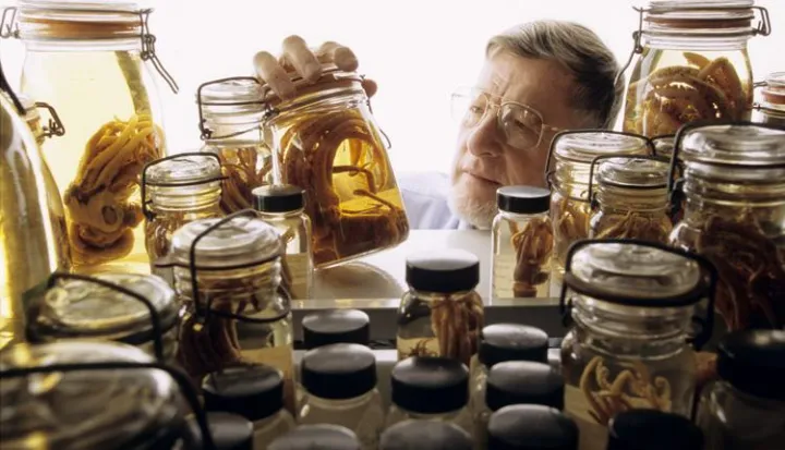 Squid expert Dr. Clyde Roper examines specimens stored in jars in the Smithsonian collection.