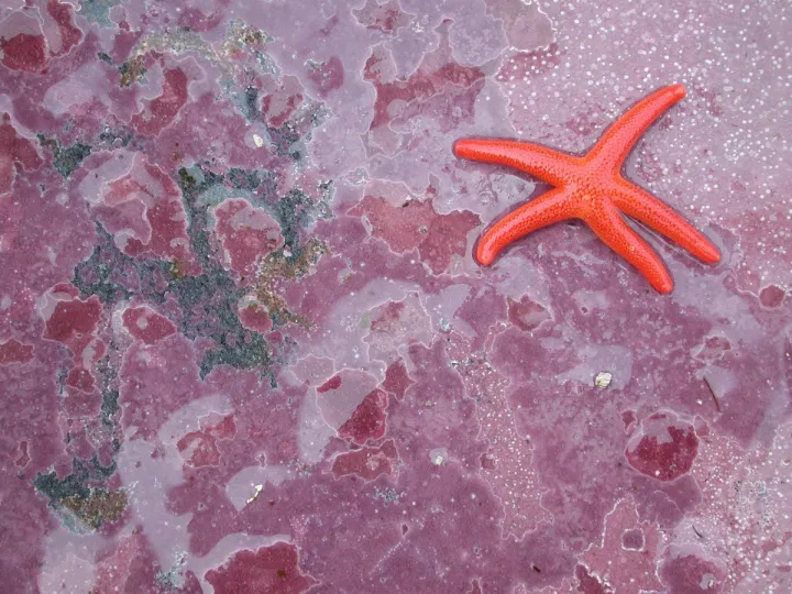 Pink crustose algae covers the surface of a rock. 