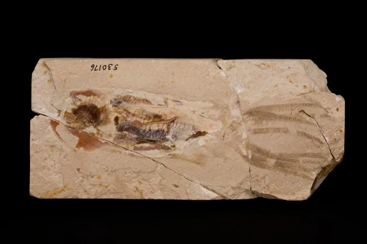 An octopus fossil
