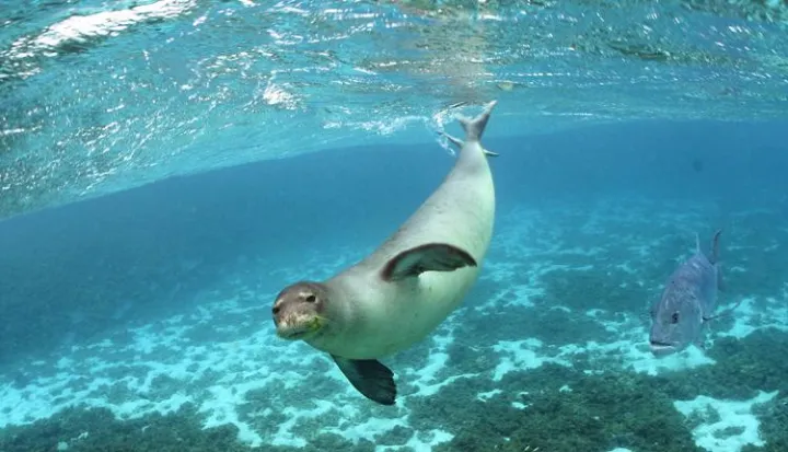 Hawaiian monk seals are among the wildlife found within the Papahānaumokuākea World Heritage Site.