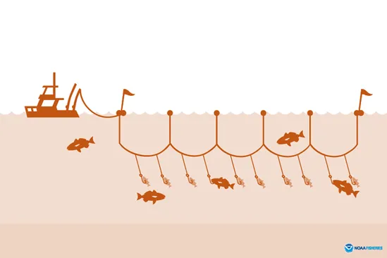 A ship sets a longline