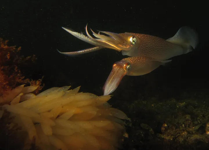 Two squid tending to egg casings