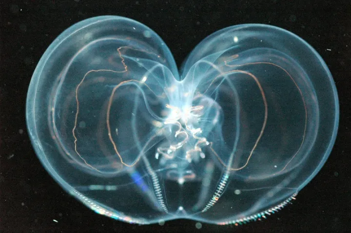 A transparent ctenophore in dark water. 