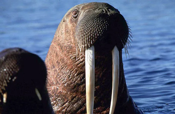 The Natural System of Wrangel Island Reserve site in Russia was inscribed on the World Heritage List in 2004. Located well above the Arctic Circle, the site includes the mountainous Wrangel Island, Herald Island, and surrounding waters. The reserve has exc