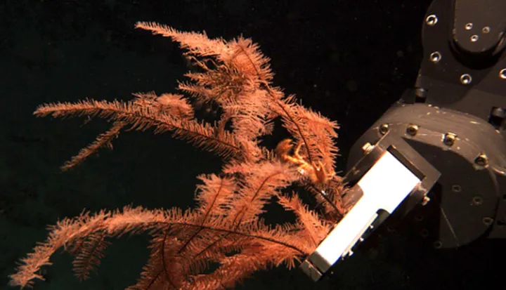 The robotic arm of the Jason, a Remotely Operated Vehicle (ROV), collects several stalks of black coral from the seafloor.