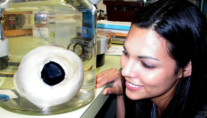 The giant squid’s enormous eyes help it find prey in the dark ocean depths.