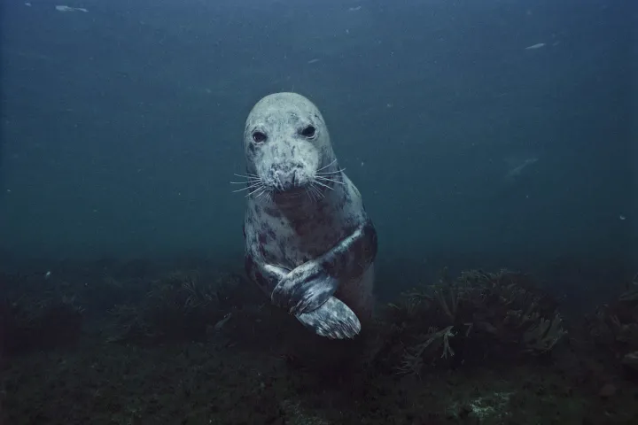 A Grey Seal (Halichoerus grypus) poses in the waters off Acadia National Park in Maine.&nbsp;