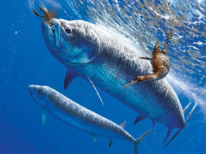 two predatory fish attack birds