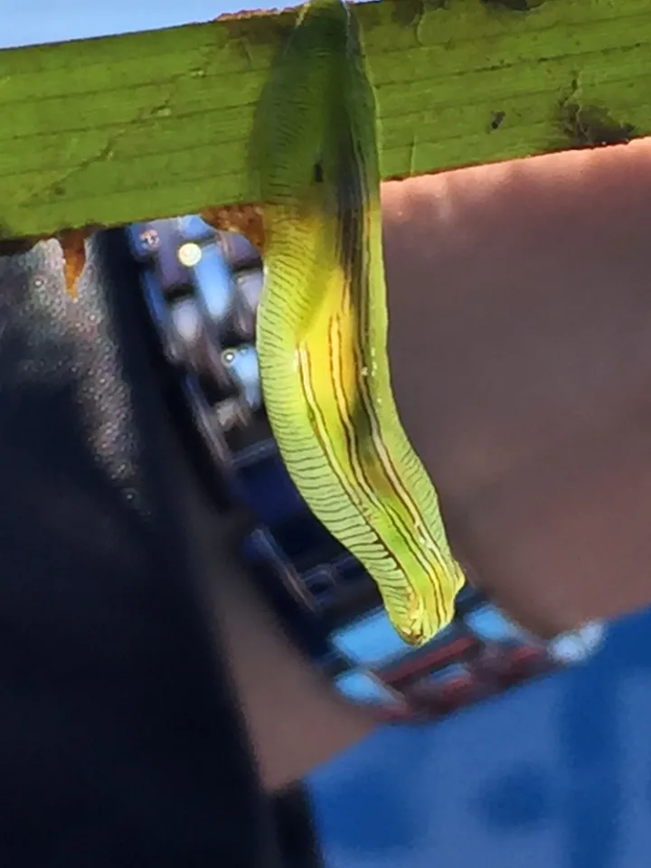 A close-up view of a sea hare