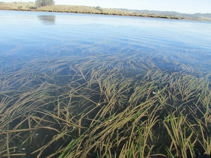A view of seagrass in Elkhorn Slough from above. 