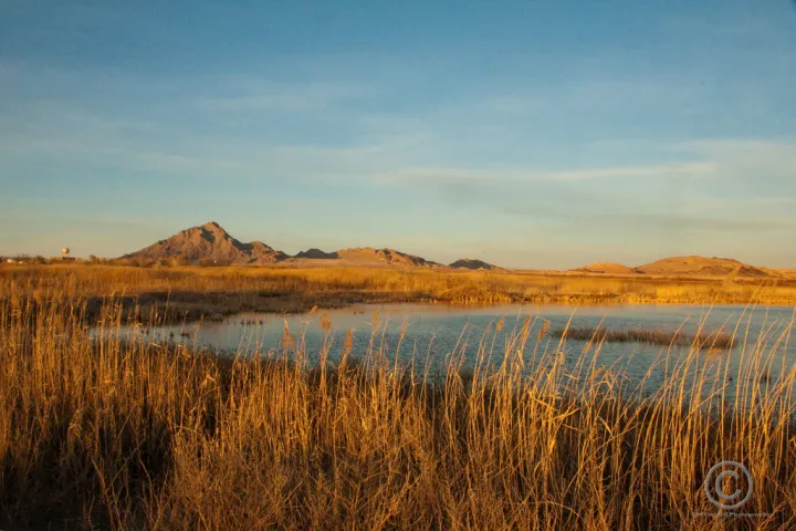 The grasses and animals living in marshes help to filter water and stabilize shorelines, along with providing habitat for a variety of mammals, fish, shellfish and amphibians and a haven for migratory waterfowl. 
