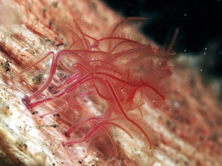 red worms penetrate holes in bone