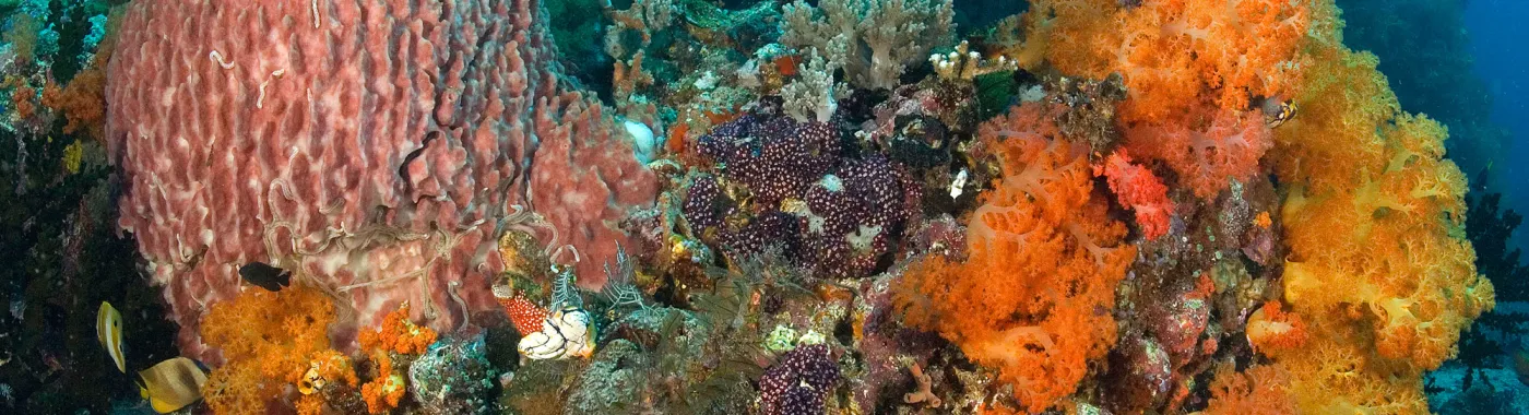 Corals, sponges, and algae are the major components of most coral reef communities as shown in this picture.