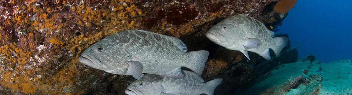Three gray fish swim in front of a large coral head.